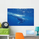 A young humpback calf swimming just under the surface waves Wall Mural