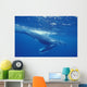A young humpback calf swimming just under the surface waves Wall Mural