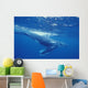 A young humpback calf swimming just under the surface waves Wall Mural