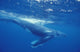 A young humpback calf swimming just under the surface waves Wall Mural