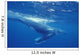 A young humpback calf swimming just under the surface waves Wall Mural