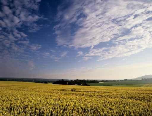 Farmland Wall Decal