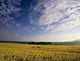 Farmland Wall Decal