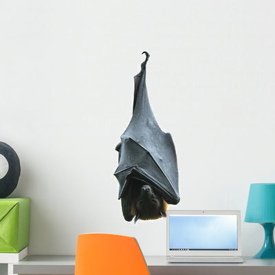 Hanging Vampire Bat Halloween Wall Decal shown on a wall