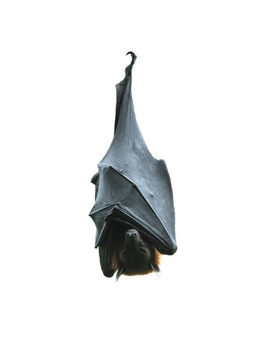 Hanging Vampire Bat Halloween Wall Decal - WallMonkeys.com – Wallmonkeys