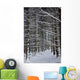 Forest Of Marburg In Winter, Germany Wall Mural