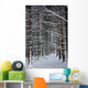 Forest Of Marburg In Winter, Germany Wall Mural