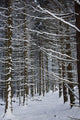 Forest Of Marburg In Winter, Germany Wall Mural