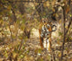 Tiger in the undergrowth at Ranthambore Park Rajasthan India Wall Mural