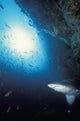 Grey nurse shark turning away from reef wall Wall Mural