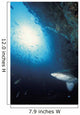 Grey nurse shark turning away from reef wall Wall Mural