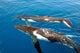 Two Humpback Whales Wall Mural