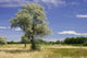 Maug1566 Wall Decal