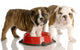 Two Bulldogs Puppies and Dog Food Dish Wall Decal