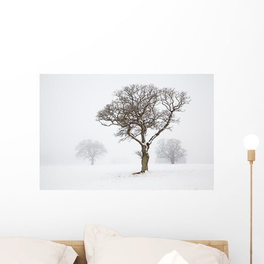 Oak Tree Snow Fog Wall Mural