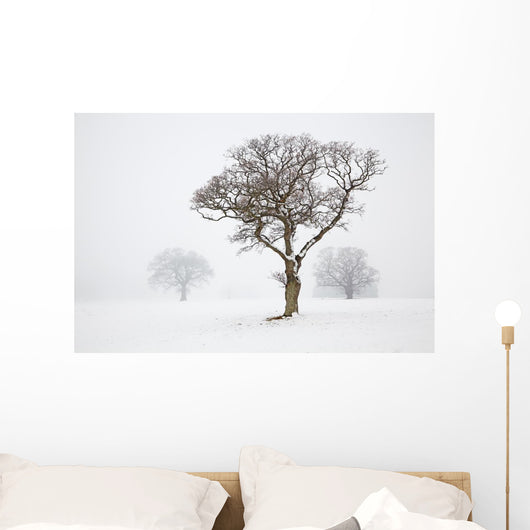 Oak Tree Snow Fog Wall Mural