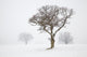 Oak Tree Snow Fog Wall Mural