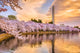 Washington DC Spring Cherry Blossoms Wall Decal