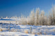 Frost-Covered Trees In Snowy Field Wall Mural