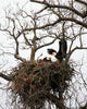 Eagle in Nest Wall Mural