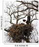 Eagle in Nest Wall Mural