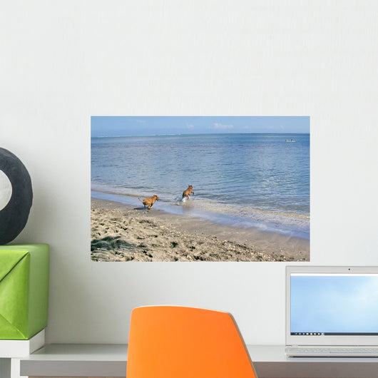 Amstaffs Playing Beach Wall Mural