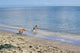 Amstaffs Playing Beach Wall Mural