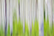 Aspen Tree Blurry Abstract Wall Mural