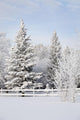 Trees Covered With Snow And Frost Wall Mural