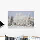Trees Covered With Snow And Frost Wall Mural