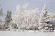 Trees Covered With Snow And Frost Wall Mural