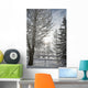 Trees Covered With Snow And Frost Wall Mural