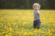 18-Month-Old Boy In Dandelion Field Wall Mural