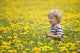 18-Month-Old Boy In Dandelion Field Wall Mural