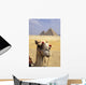 Close-Up On A Camel Looking At The Camera With Pyramids Wall Mural