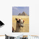 Close-Up On A Camel Looking At The Camera With Pyramids Wall Mural