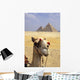 Close-Up On A Camel Looking At The Camera With Pyramids Wall Mural