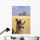 Close-Up On A Camel Looking At The Camera With Pyramids Wall Mural