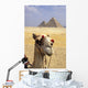 Close-Up On A Camel Looking At The Camera With Pyramids Wall Mural