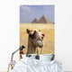 Close-Up On A Camel Looking At The Camera With Pyramids Wall Mural