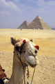 Close-Up On A Camel Looking At The Camera With Pyramids Wall Mural