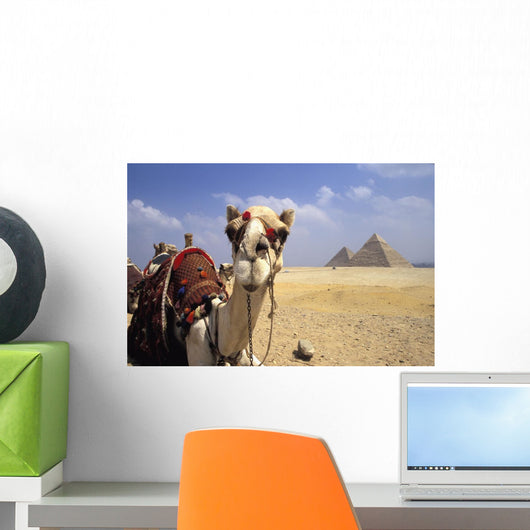 Close-Up On A Camel Looking At The Camera With Pyramids Wall Mural