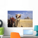Close-Up On A Camel Looking At The Camera With Pyramids Wall Mural