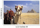 Close-Up On A Camel Looking At The Camera With Pyramids Wall Mural