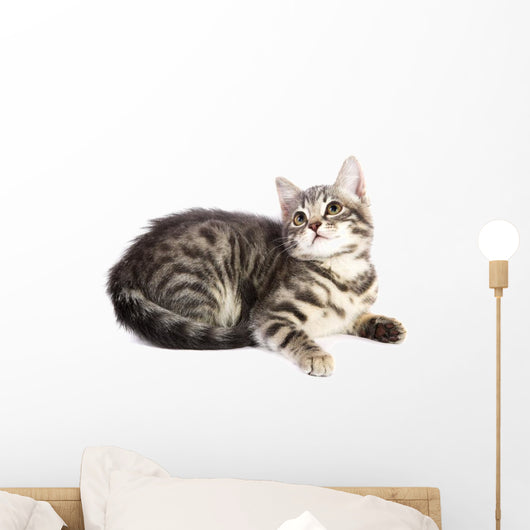 Chat Curieux Wall Decal
