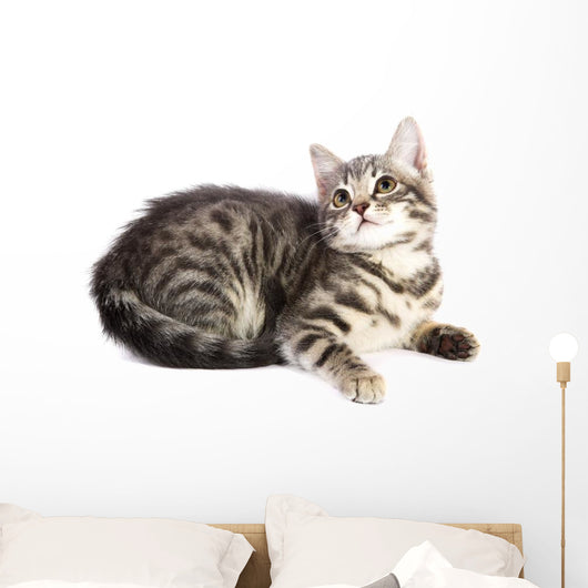 Chat Curieux Wall Decal