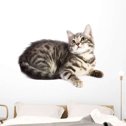 Chat Curieux Wall Decal