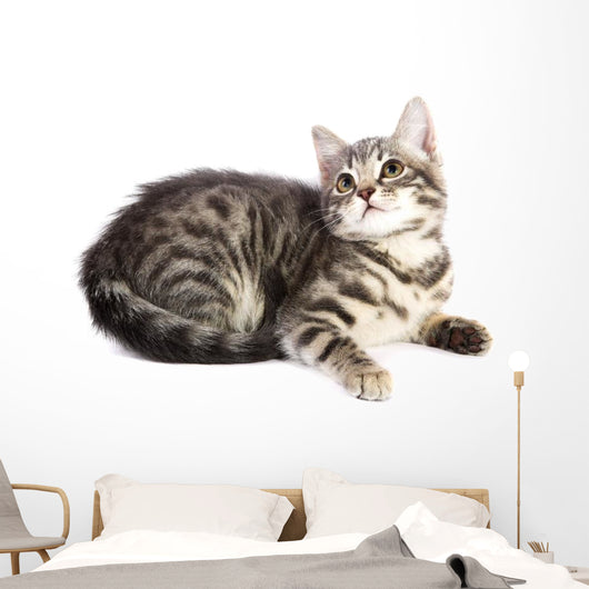Chat Curieux Wall Decal
