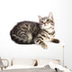 Chat Curieux Wall Decal