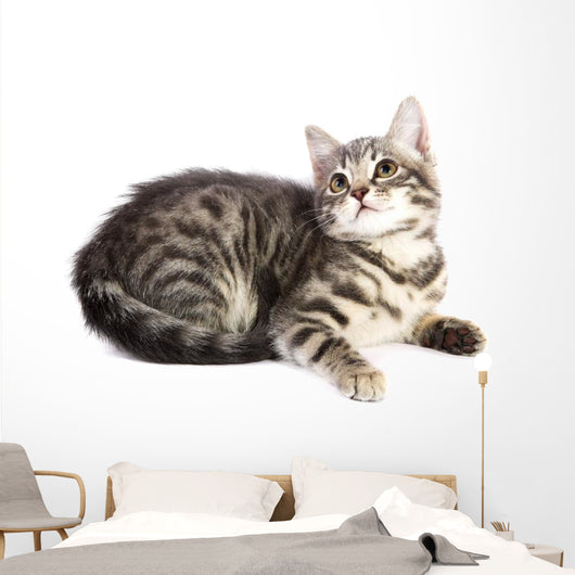 Chat Curieux Wall Decal